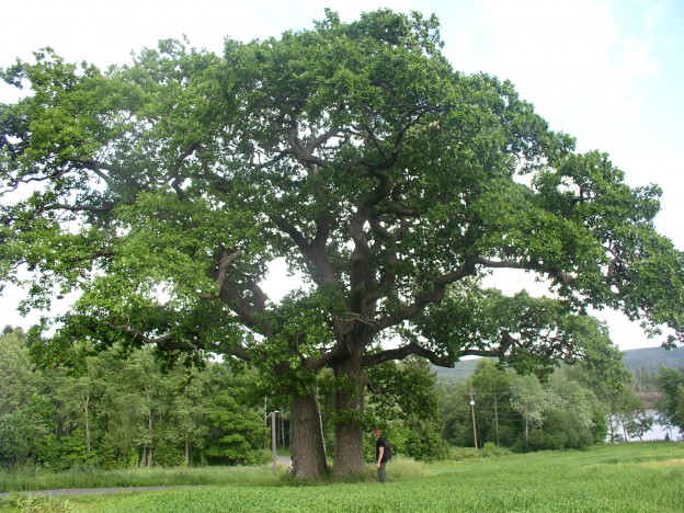 Hvordan trær kommuniserer