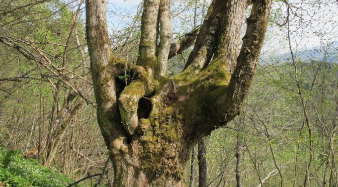 Gamle trær viktigere enn styving for mangfold av lav, sopp og moser
