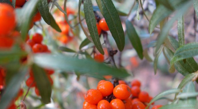 Tur til Asker søndag 9. sept