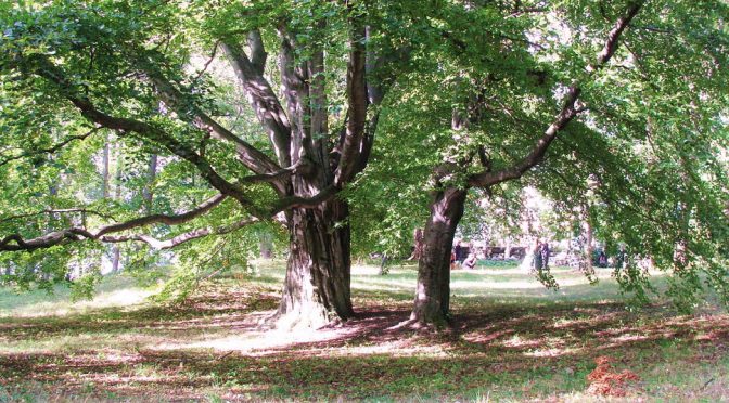 Måtte ut med erstatning etter å ha kappet tre på sin egen eiendom