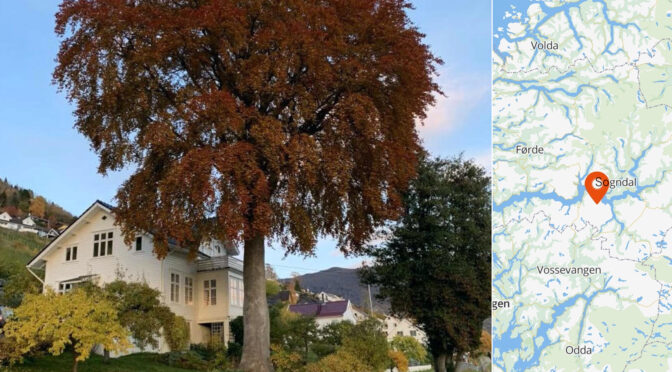 Ny rekord for blodbøk og kristtorn?