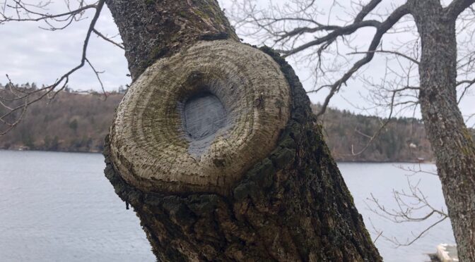 Beskjæring av store trær