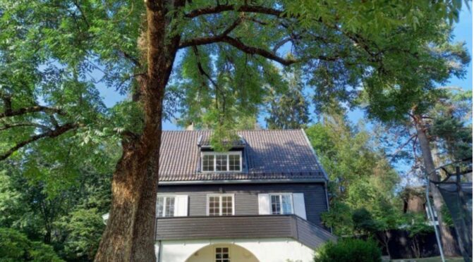 Byggesak i Oslo stoppet av hensyn til stor, gammel ask