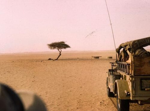 Verdens ensomste tre