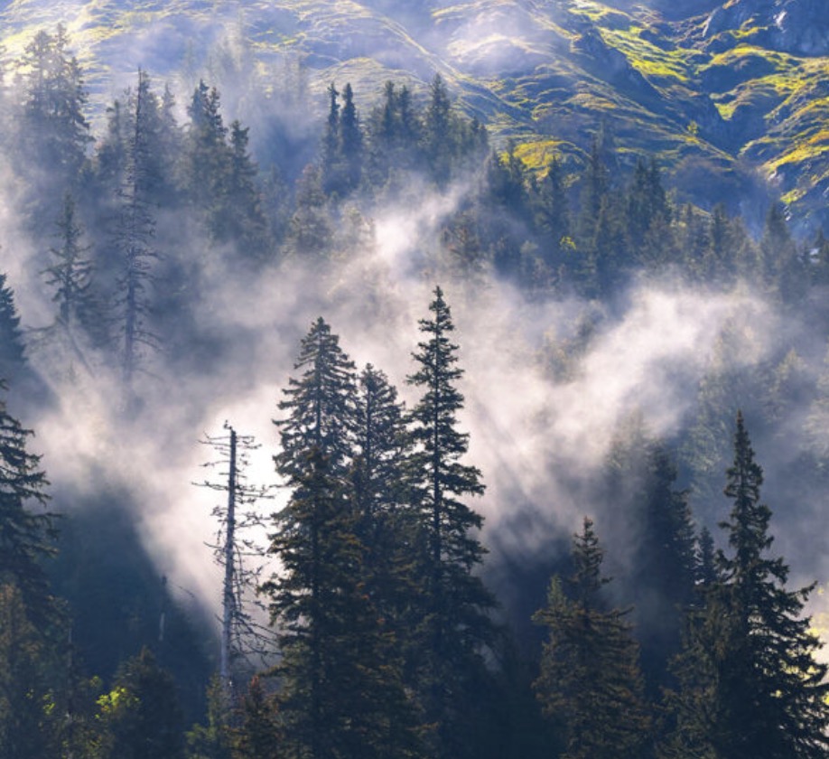 Protect old-growth forests in Europe