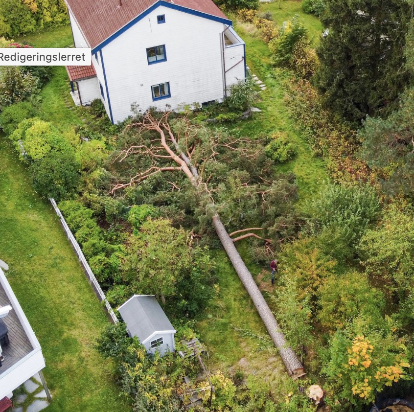 Hvor mye er et tre verdt?