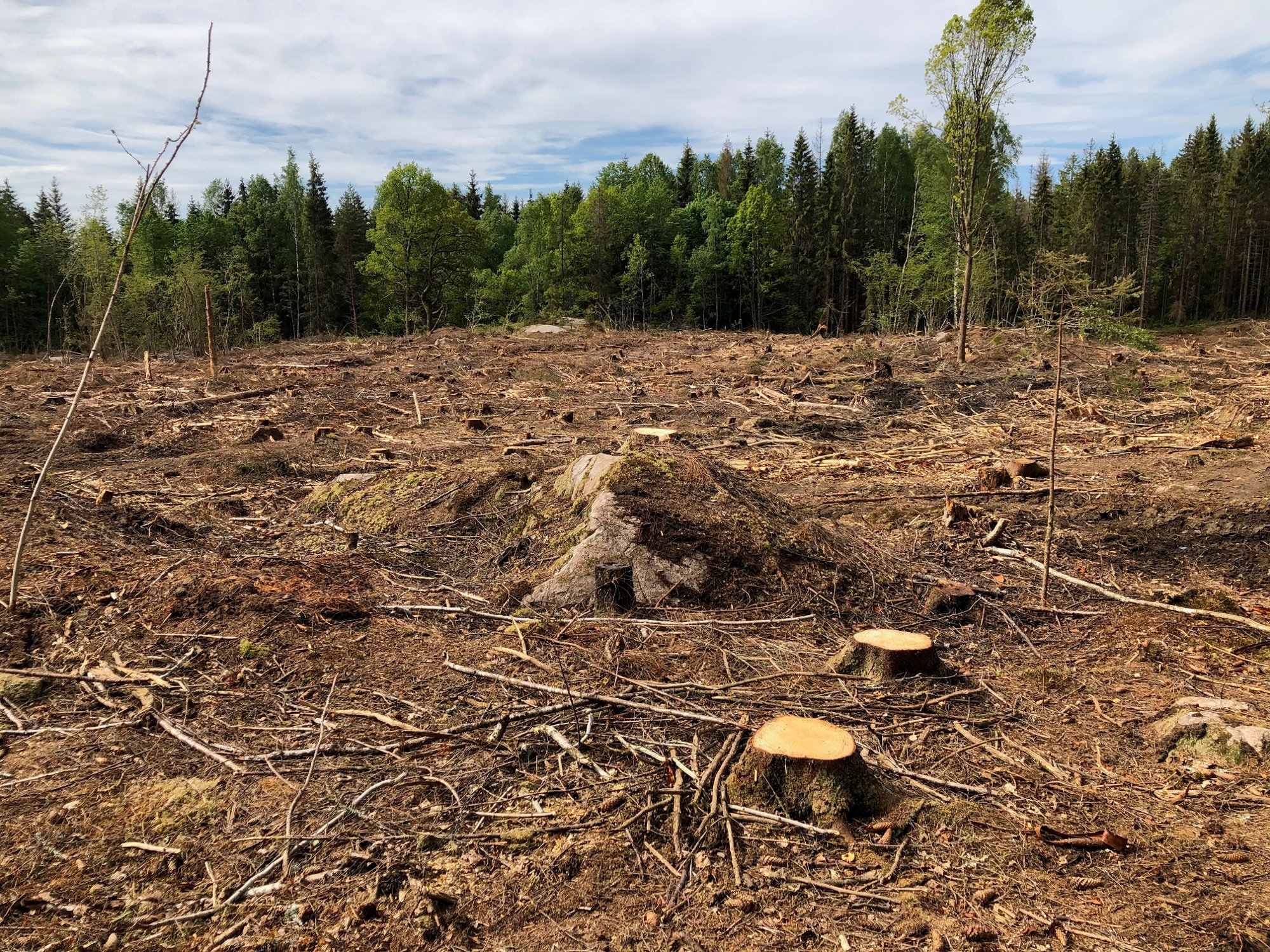 NRK: Svært få kommuner har kontroll på når og hvor det blir hogget
