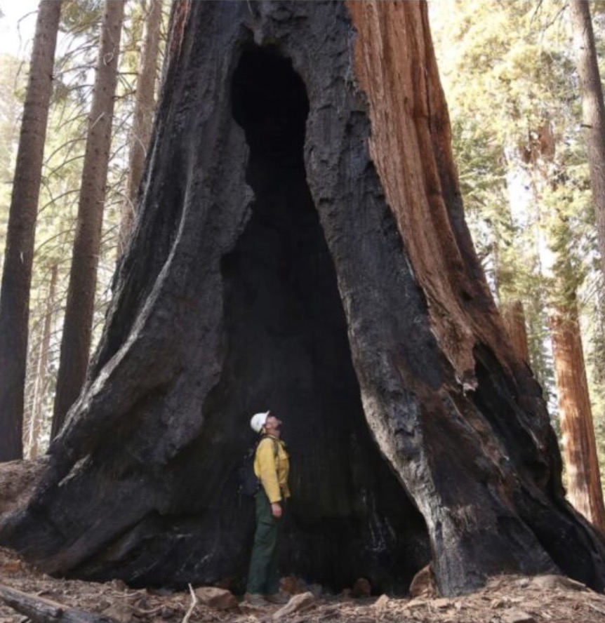 Amerikanske naturvernere saksøker nasjonalparkforvaltningen for skadelig strategi for reetablering av sequoiaskog etter skogbrann