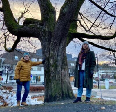 Må virkelig en 100 år gammel spisslønn felles i Sandvika?